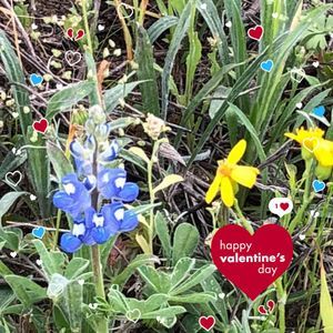 Meet your Posher, Sunshine